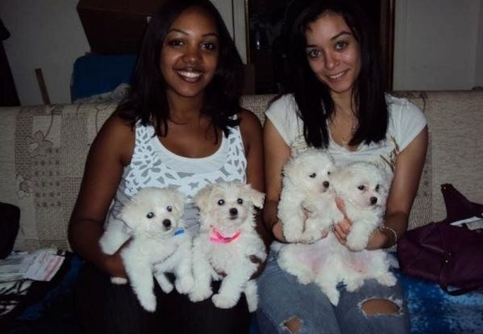 Malteserwelpen Welpen,,