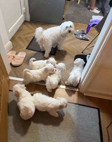 Bezaubernde Bichon Frisé Welpen zu verkaufen