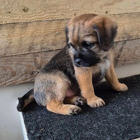 Liebevolle Border-Terrier-Welpen zu verkaufen.