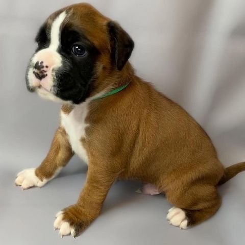 Wunderschöne Boxerwelpen zu verkaufen.