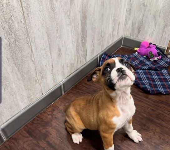 Wunderschöne Boxerwelpen zu verkaufen.