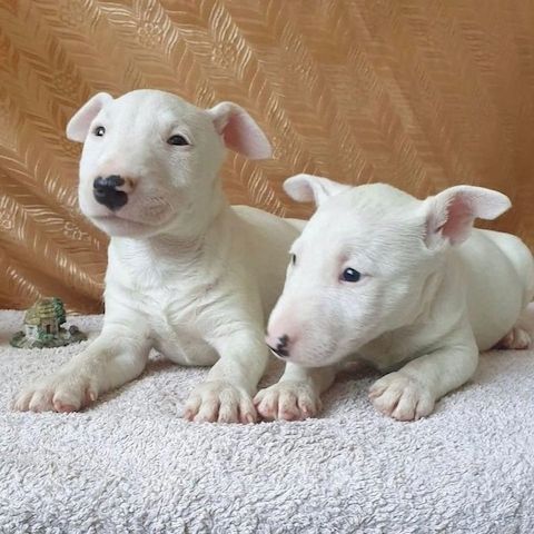 Niedliche Bullterrier-Welpen zu verkaufen.