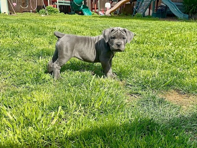 Süße Cane Corso Welpen zu verkaufen.