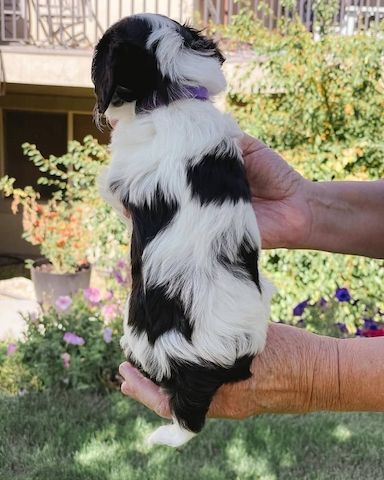 Bezaubernde Cavalier King Charles Spaniel