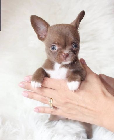 Liebevolle Chihuahua-Welpen zu verkaufen.