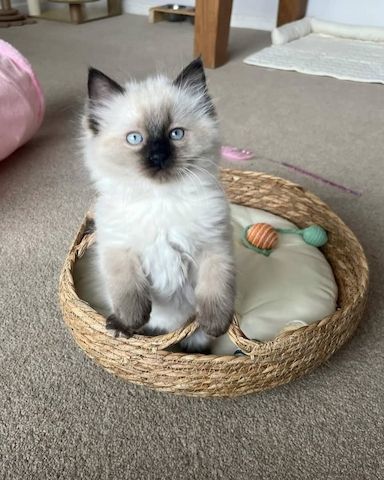 Wunderschöne Ragdoll-Kätzchen zu verkaufen