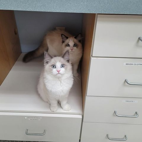 Wunderschöne Ragdoll-Kätzchen zu verkaufen