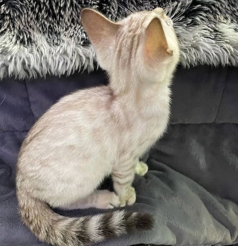 Bengalkätzchen suchen ein liebevolles Zuhause.