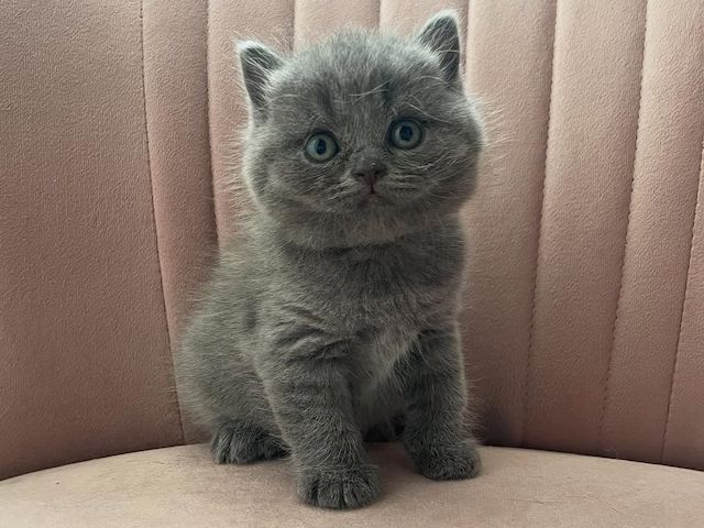 Elegante Britisch Langhaar-Kätzchen zu verkaufen