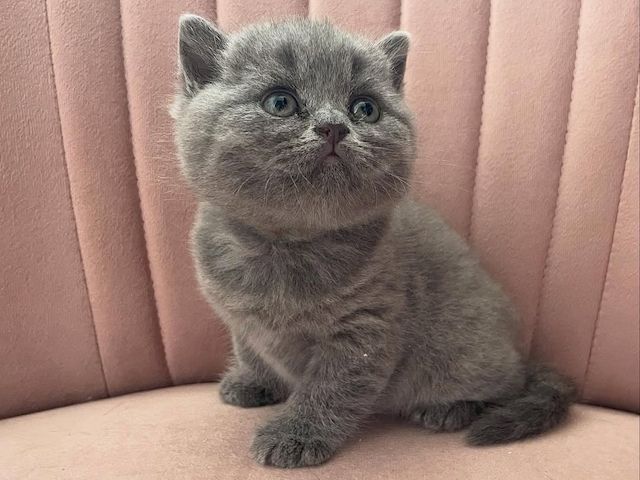 Elegante Britisch Langhaar-Kätzchen zu verkaufen