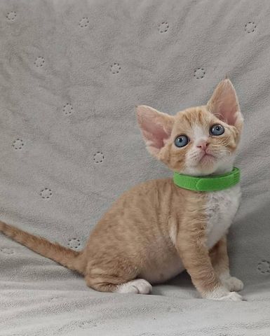 Wunderschöne Cornish Rex-Kätzchen zu verkaufen.