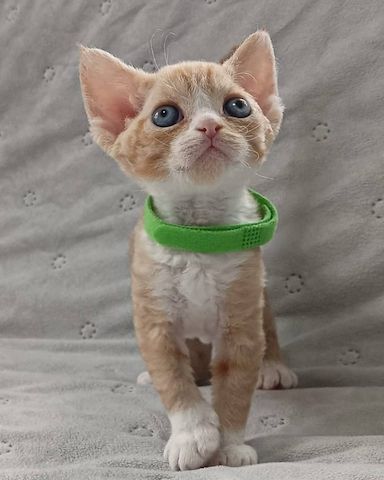 Wunderschöne Cornish Rex-Kätzchen zu verkaufen.