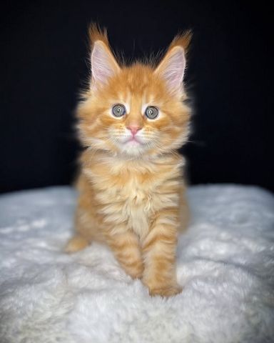 Süße Maine-Coon-Kätzchen suchen ein liebevolles Zuhause.