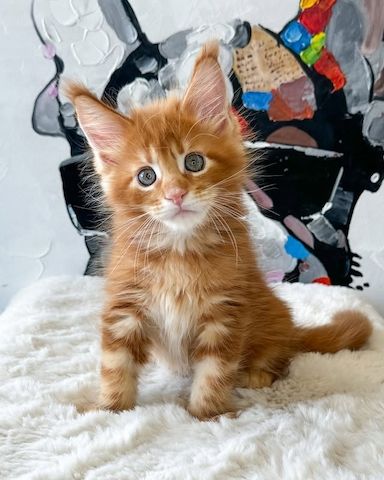 Süße Maine-Coon-Kätzchen suchen ein liebevolles Zuhause.