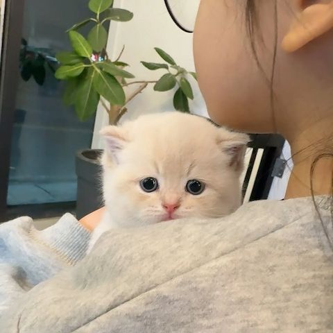 Bezaubernde Munchkin-Kätzchen zu verkaufen.