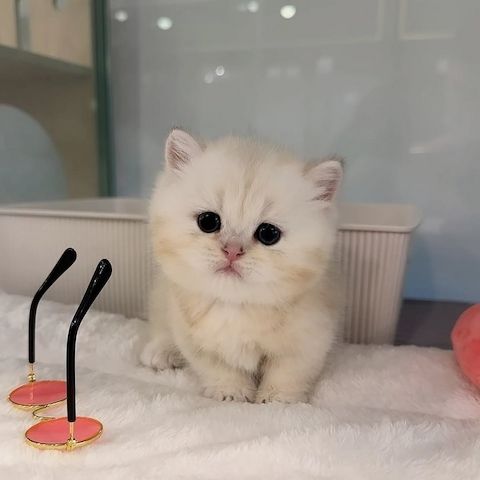 Bezaubernde Munchkin-Kätzchen zu verkaufen.