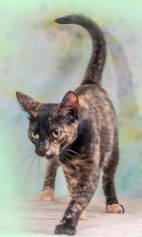 Esperanca - eine feine Lady