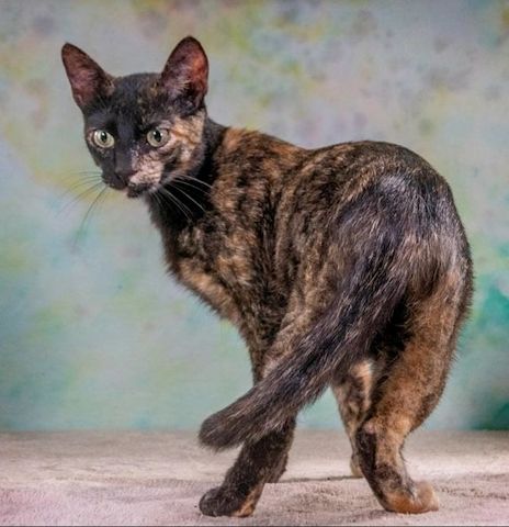 Esperanca - eine feine Lady