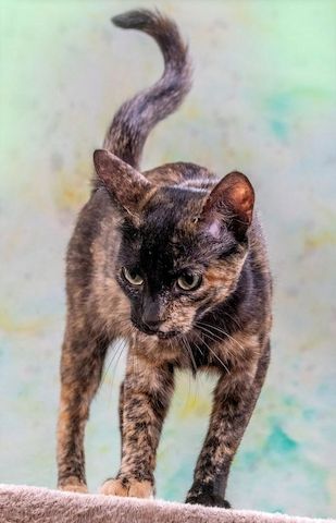 Esperanca - eine feine Lady