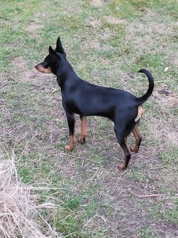 Prager Rattler   weiblich abgabebereit