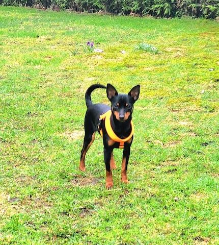 Prager Rattler   weiblich abgabebereit