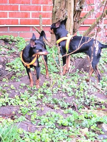 Prager Rattler   weiblich abgabebereit