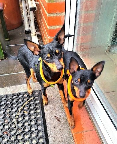 Prager Rattler   weiblich abgabebereit