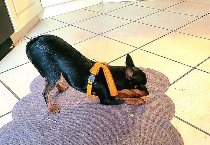 Prager Rattler   weiblich abgabebereit