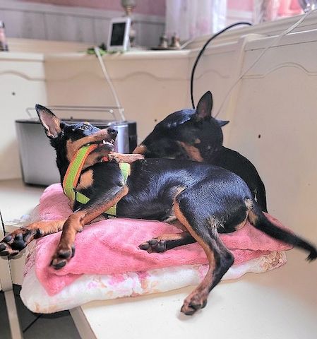 Prager Rattler   weiblich abgabebereit