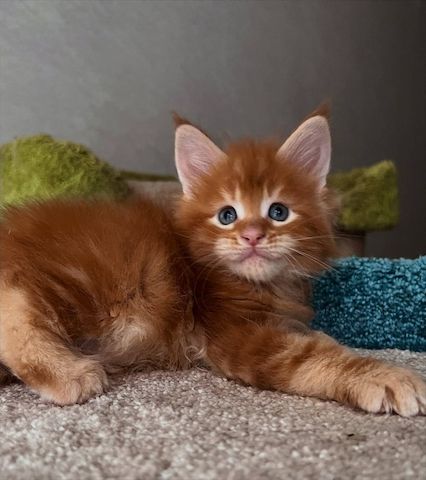 Maine Coon Kitten mit Stammbaum