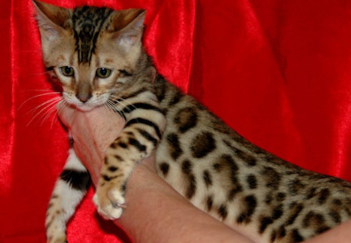 Reinrassige Bengal Kitten