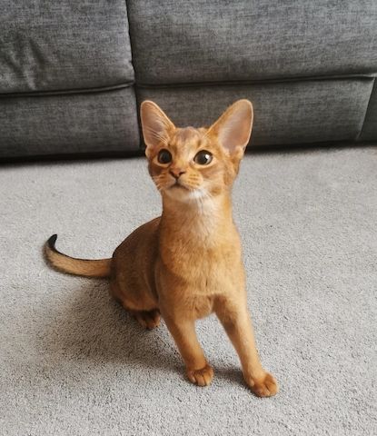 Abessinier-Kätzchen sind gut erzogen und bestens sozialisiert