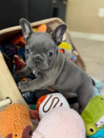 Winzige Französische Bulldoggenwelpen