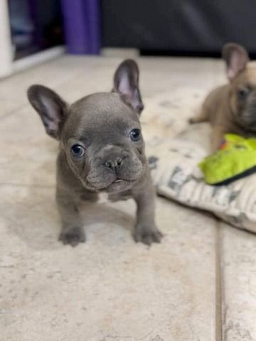 Winzige Französische Bulldoggenwelpen