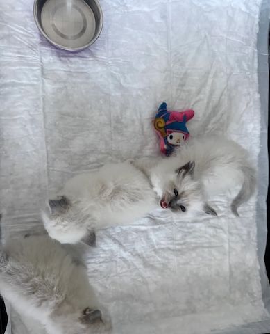 Unsere Birma-Kätzchen sind gut erzogen und bestens sozialisiert.