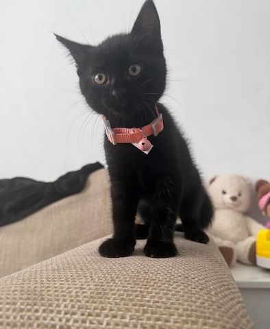 Unsere Bombay-Kätzchen sind gut erzogen und bestens sozialisiert