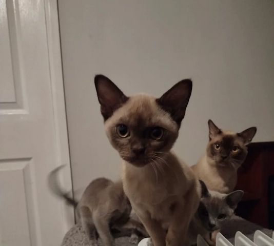 Unsere Burma-Kätzchen sind gut erzogen und bestens sozialisiert.