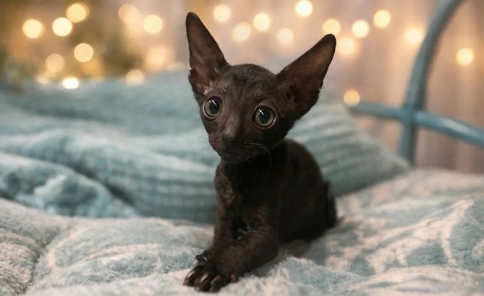 Unsere Cornish Rex-Kätzchen sind gut erzogen und bestens sozialisiert
