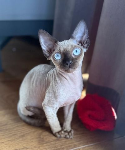 Unsere Devon Rex-Kätzchen sind gut erzogen und bestens sozialisiert.