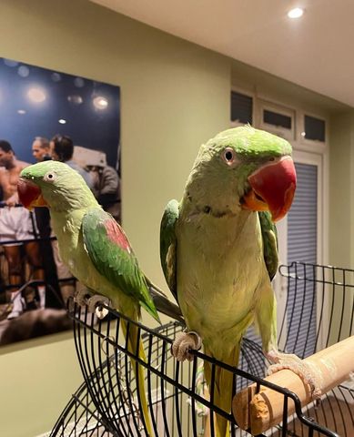 A1 Alexandersittich Halsbandsittiche abzugebe