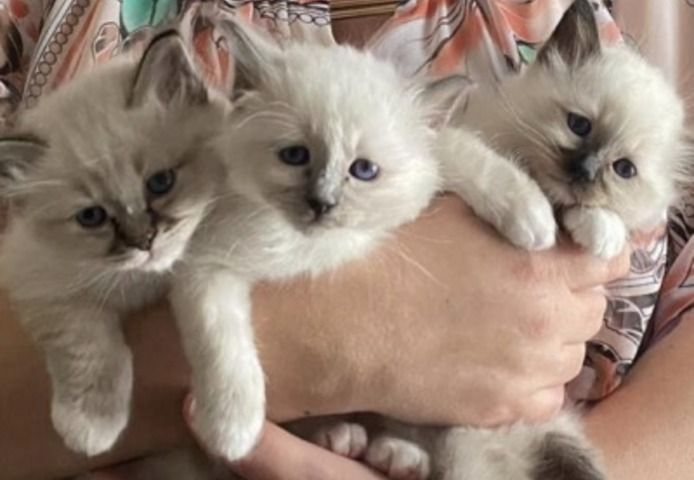 Wunderschöne Birma-Kätzchen