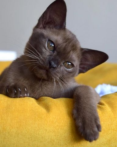 Niedliche Burma-Kätzchen