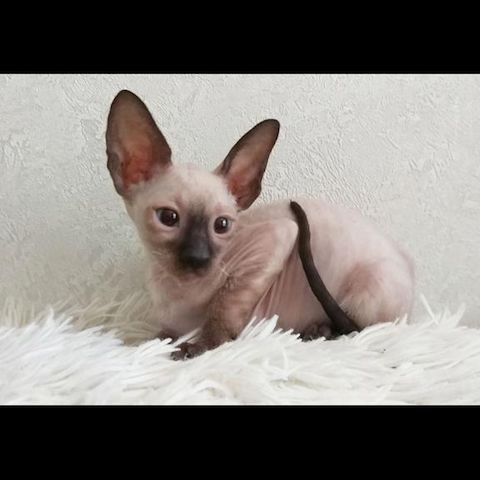 Cornish Rex-Kätzchen
