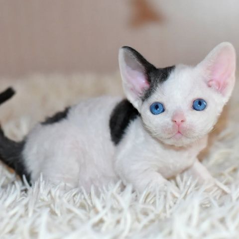 Niedliche Devon Rex-Kätzchen