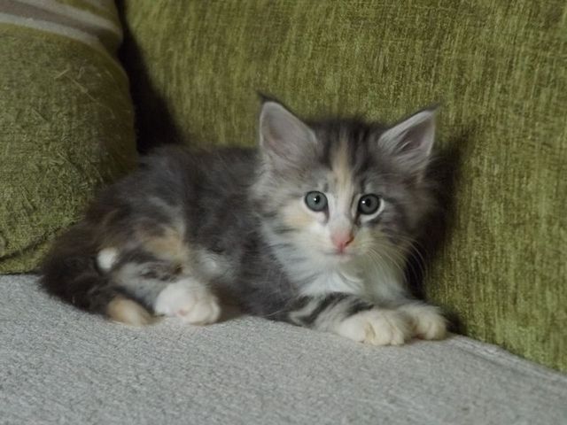 Norwegische Waldkatze zu verkaufen