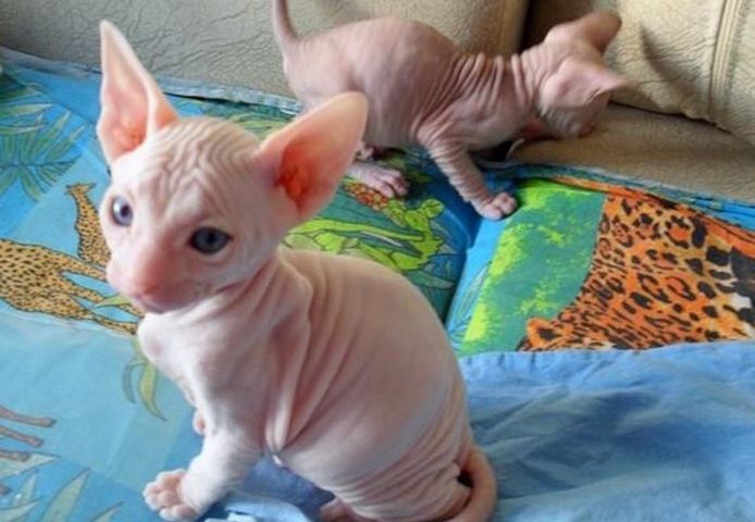 Sphynx-Kätzchen zu verkaufen.