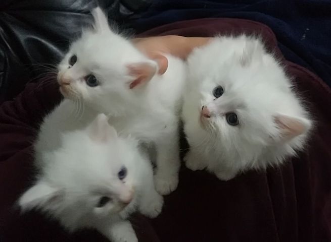 Türkisch Van-Kätzchen (männlich und weiblich)