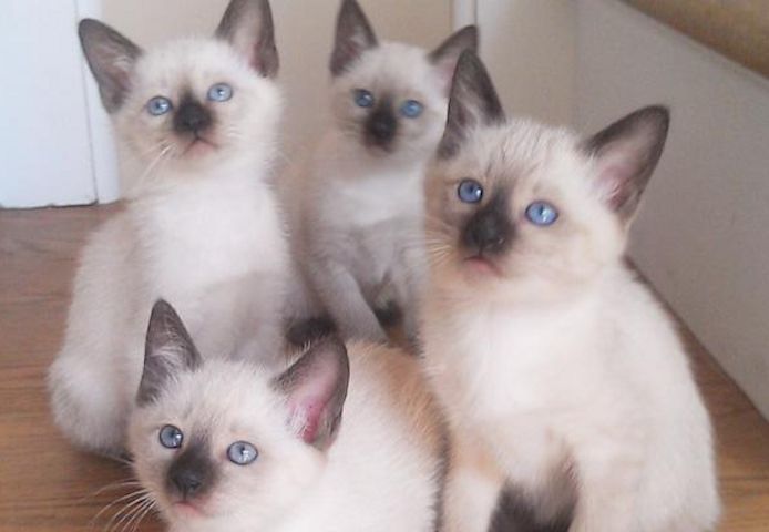 Siamkätzchen (männlich und weiblich) abzugeben