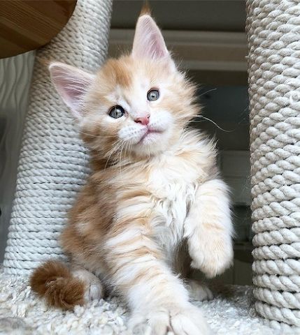 Maine-Coon-Kätzchen