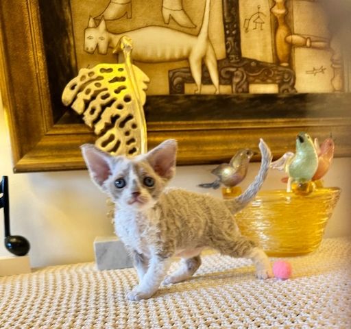 Devon Rex-Kätzchen (männlich und weiblich)